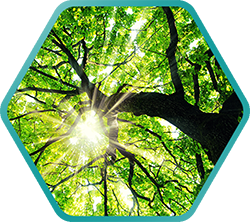 Blick durch blätterreiche Baumkrone, Sonnenstrahlen durchdringen das grüne Blattwerk, fröhliche, beruhigende Stimmung.