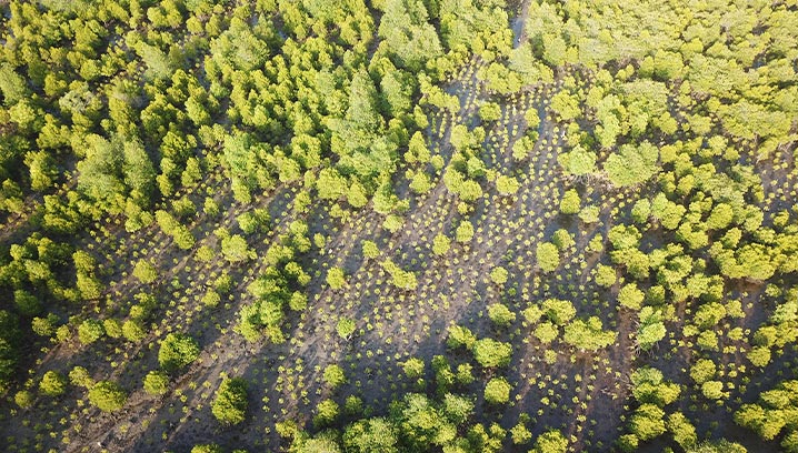 Gepflanzte Mangroven nach einem Jahr