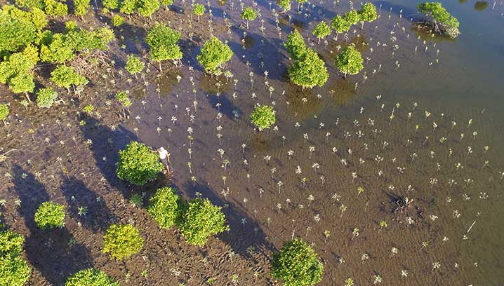 Drohnenbild Mangroven-Setzlinge von Funk in Myanmar