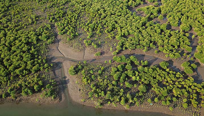 Drohnenbild gepflanzte Mangroven von Funk in Myanmar