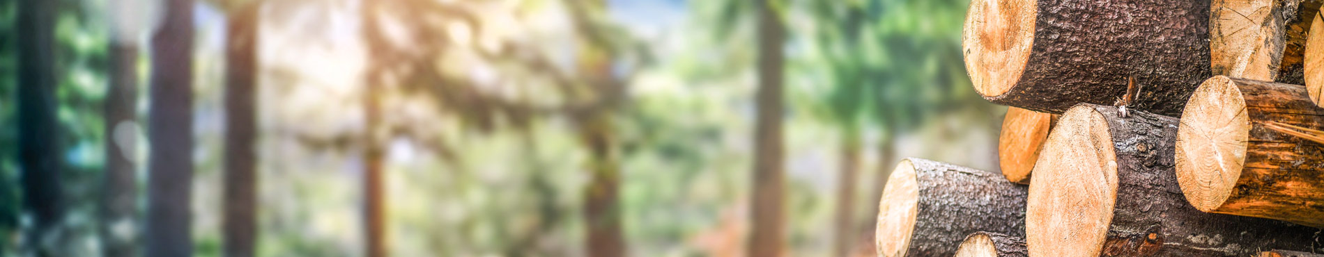 Stammholzstapel im Wald, umgeben von verschwommenen Bäumen, vermittelt eine ruhige, naturnahe Stimmung.