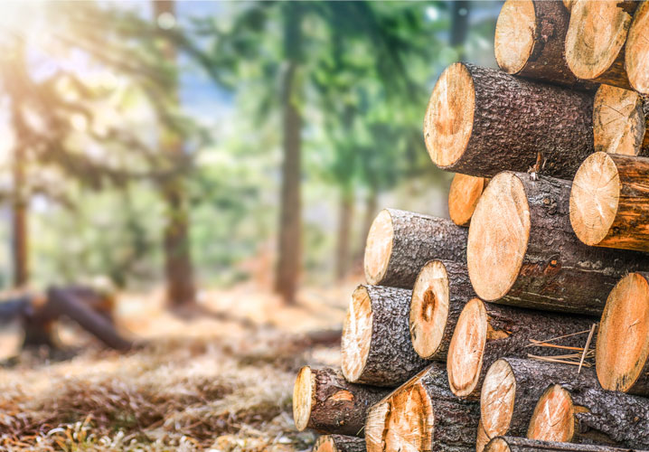 Stammholzstapel im Wald, umgeben von verschwommenen Bäumen, vermittelt eine ruhige, naturnahe Stimmung.